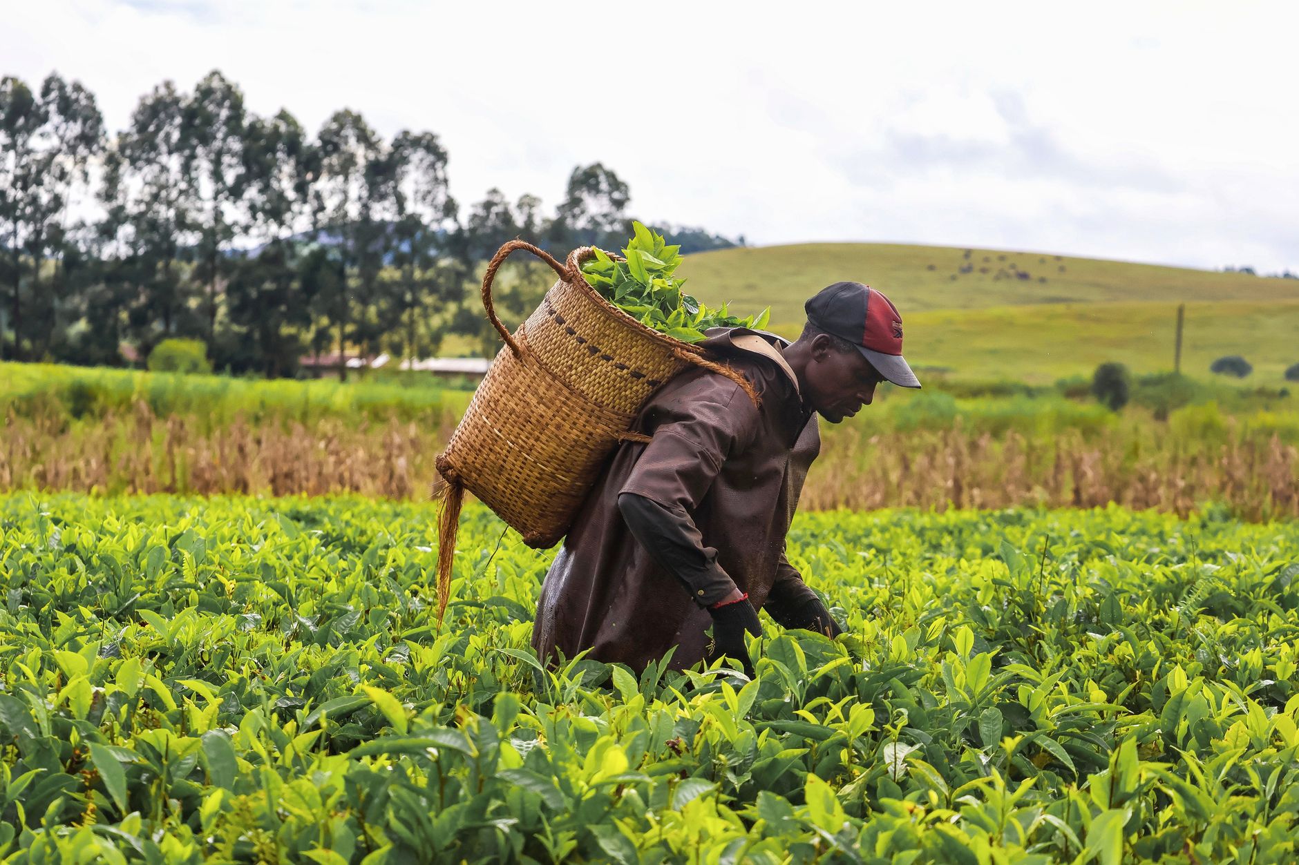 740 Former Commercial Farmers Due Compensation Payouts in 2026